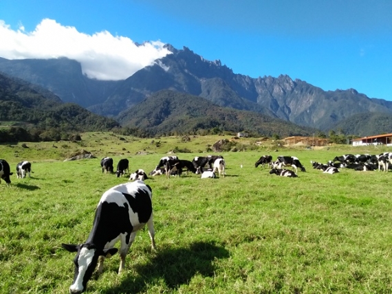 3D2N Jom Kota Kinabalu & Kundasang Tour